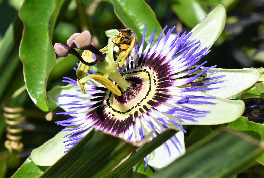 Bee on Passion Flower.